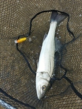 IMG00940_HDR_コピー