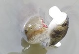 IMG00195(1)(1)_コピー