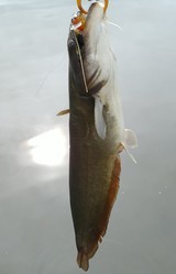 IMG00196(1)_コピー